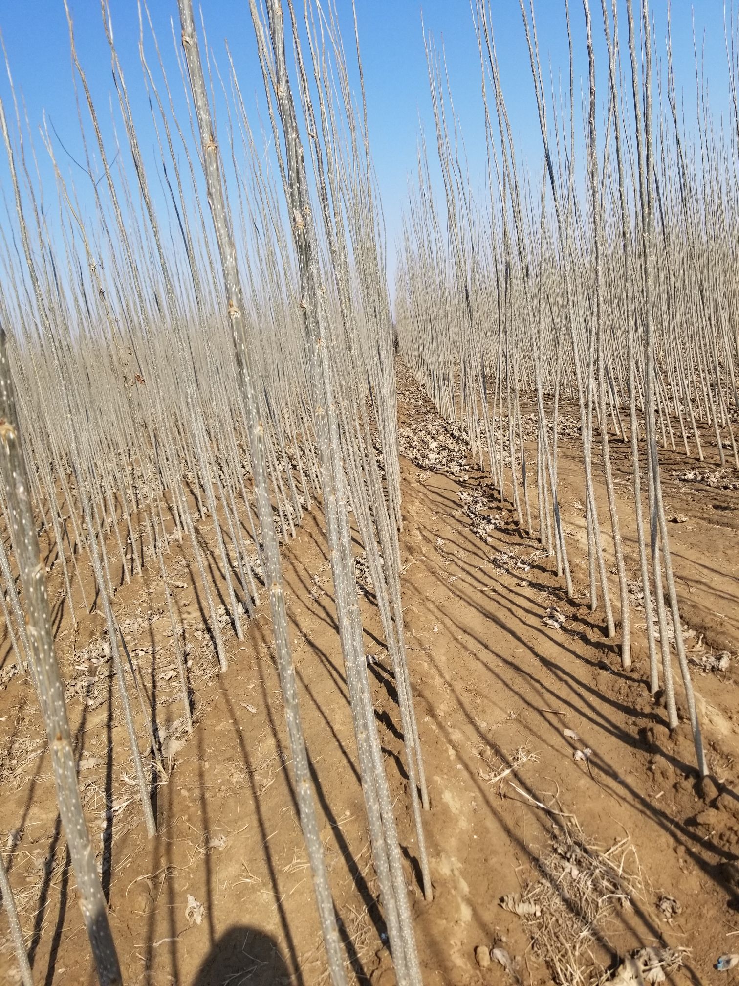 楊樹苗批發價格探索之旅,自然美景的探尋與發現