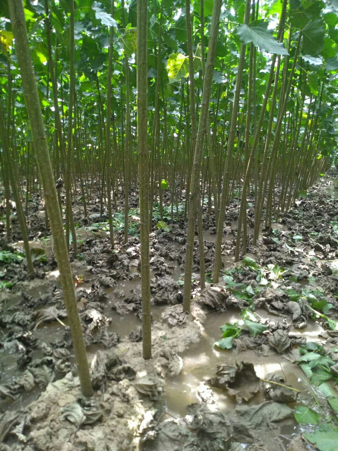 楊樹苗批發價格探索之旅,自然美景的探尋與發現