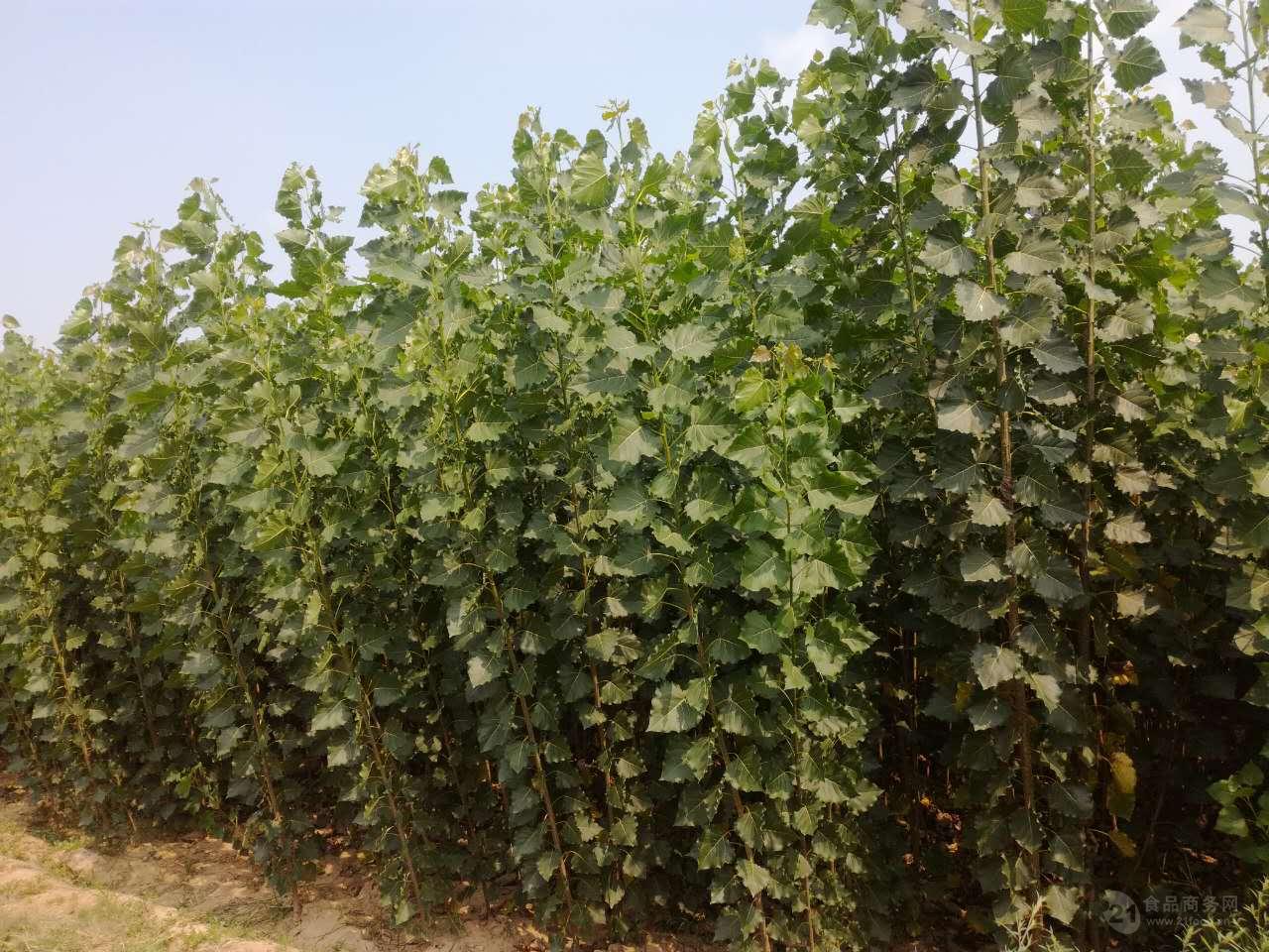 楊樹苗批發價格探索之旅,自然美景的探尋與發現