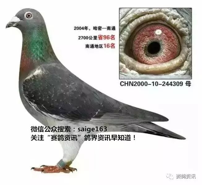 揭秘獨家自制賽鴿比賽提速藥秘訣,輕松贏在起跑線!