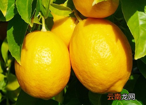 檸檬上市時間,檸檬上市時間，全面指南