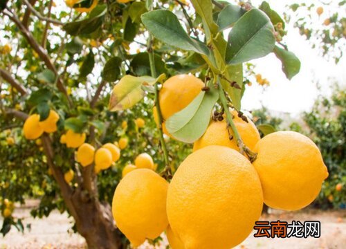 檸檬上市時間,檸檬上市時間,全面指南