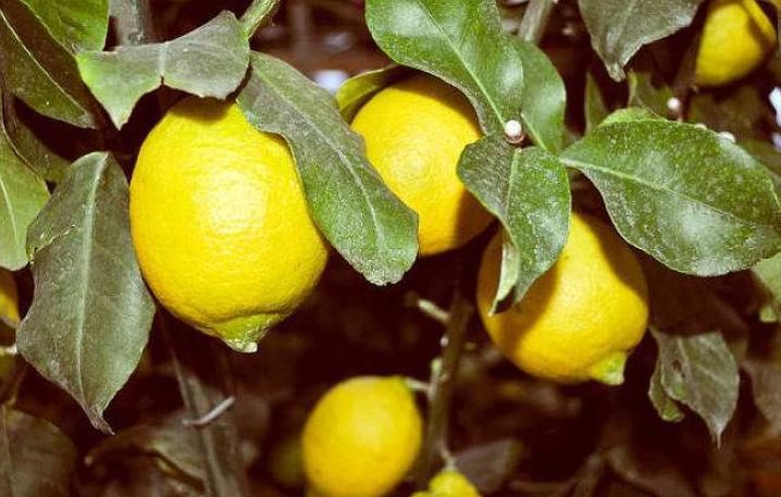 檸檬上市時間,檸檬上市時間,全面指南