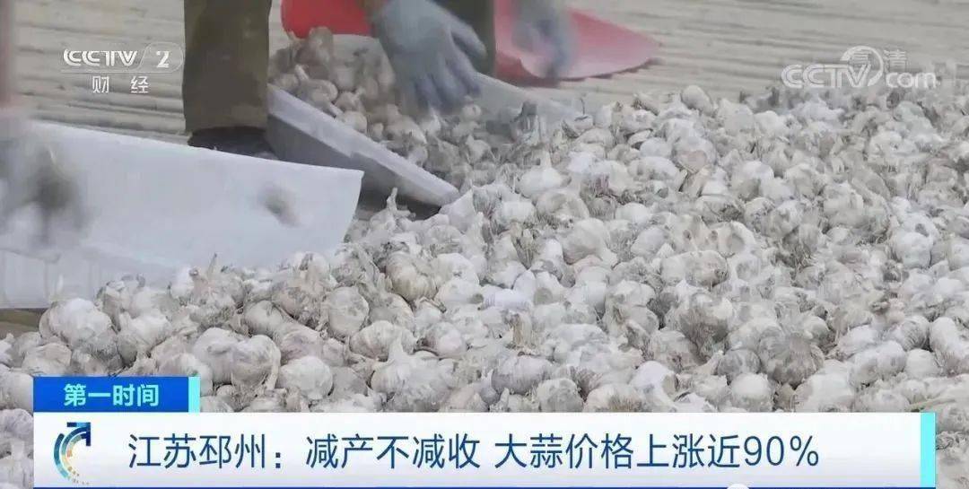 邳州大蒜今日行情更新,新鮮市場動態(tài)解析