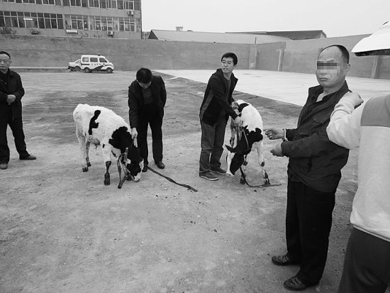 最新盜竊牲畜法律規定,探索法律在小巷中的實際應用