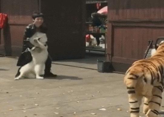 比格犬價格揭秘，一場友情的溫馨旅程開啟愛與忠誠的旅程