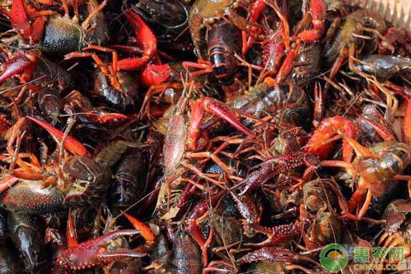 小龍蝦最新價格揭秘,友情與季節的交織故事