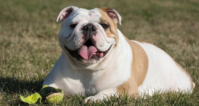 英牛犬當前市場行情分析