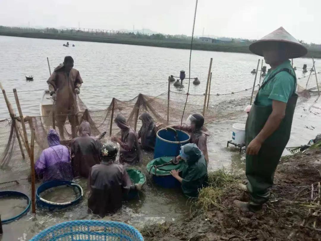 草魚最新價格行情及其背后的故事