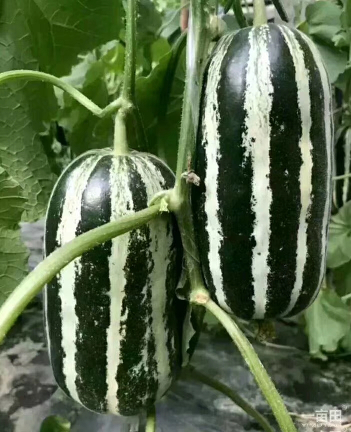 萊西甜瓜最新價格行情與瓜田中的友情故事揭秘