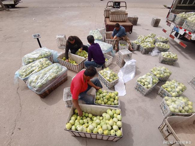 萊西甜瓜最新價格行情與瓜田中的友情故事揭秘