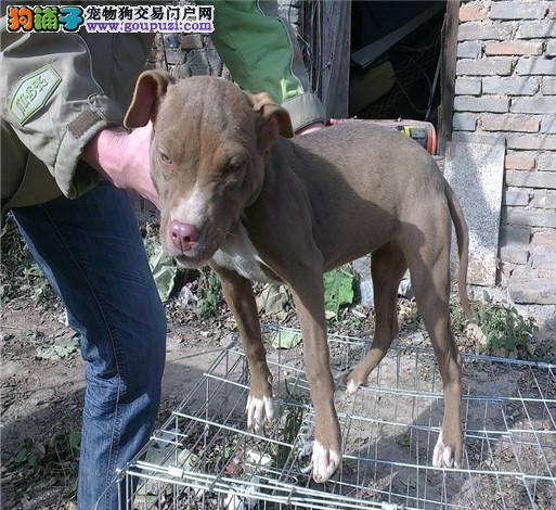 比特羊最新資訊,比特羊最新資訊，引領數字時代的先鋒力量