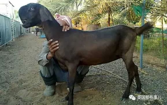 比特羊最新資訊,比特羊最新資訊,引領數字時代的先鋒力量