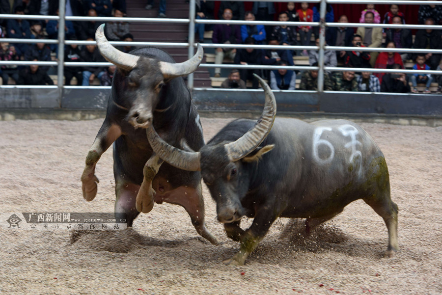 廣西牛王大賽震撼賽場，最新視頻展現牛氣沖天！