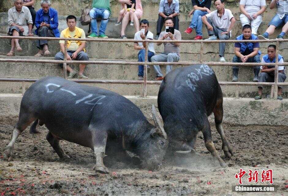 廣西牛王大賽震撼賽場,最新視頻展現牛氣沖天!