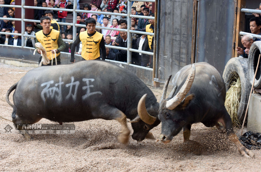廣西牛王大賽震撼賽場,最新視頻展現牛氣沖天!
