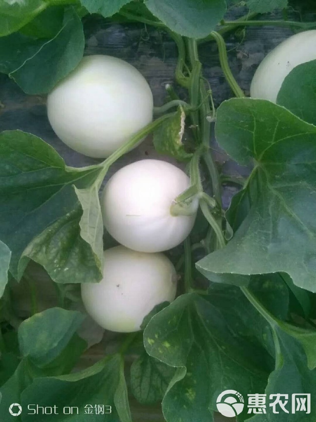 閆良甜瓜行情揭秘,夏日甜瓜情緣與夏日記憶