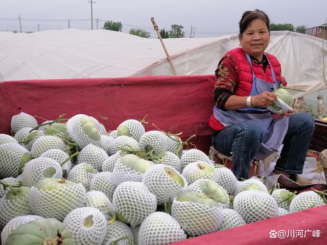 閆良甜瓜行情揭秘,夏日甜瓜情緣與夏日記憶