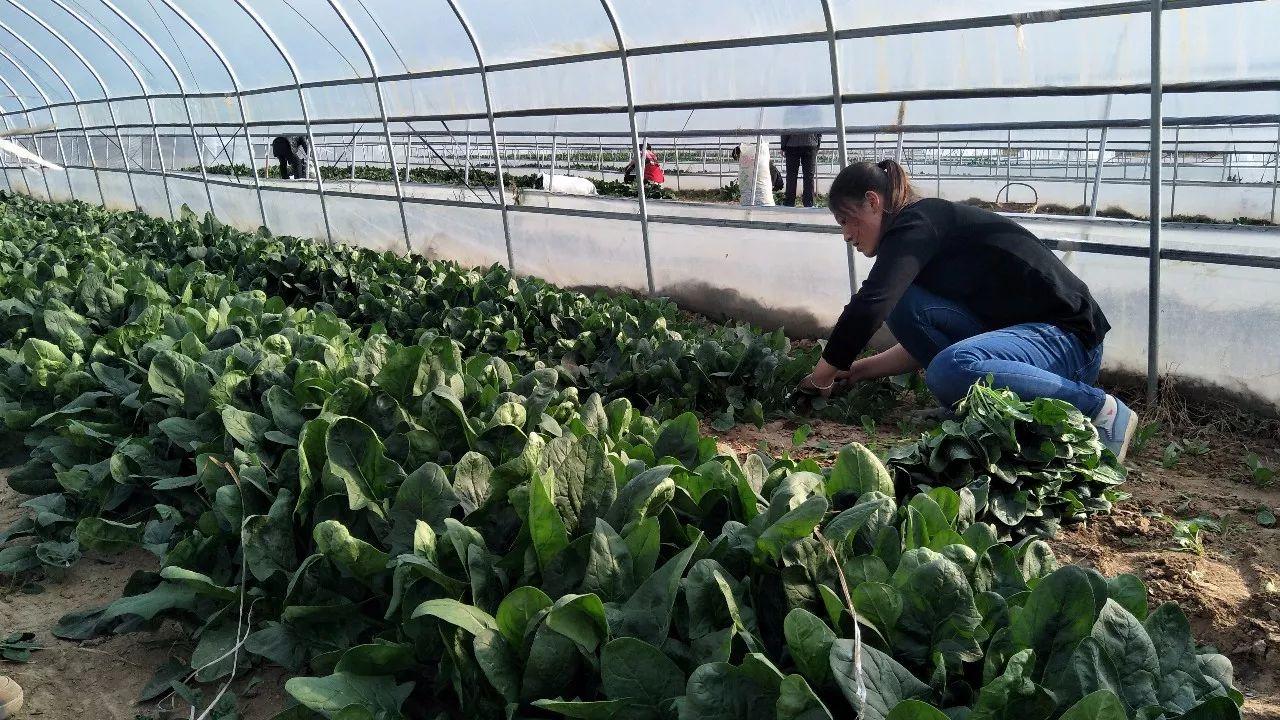 來的都是客電視劇,小巷深處的獨特味道