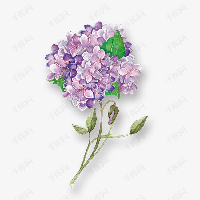 小紅書推薦,繡球花動漫的魔法世界