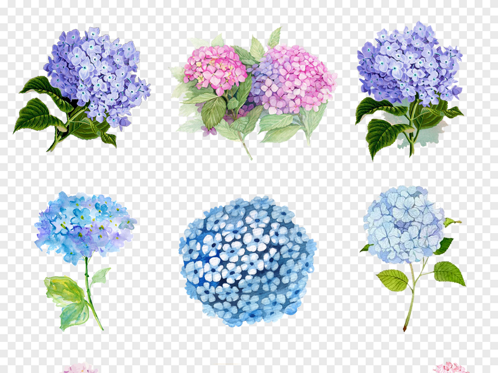 小紅書推薦,繡球花動漫的魔法世界