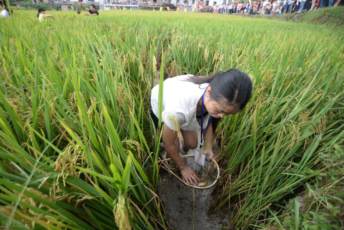 大米行情解析，市場走勢及影響因素深度剖析