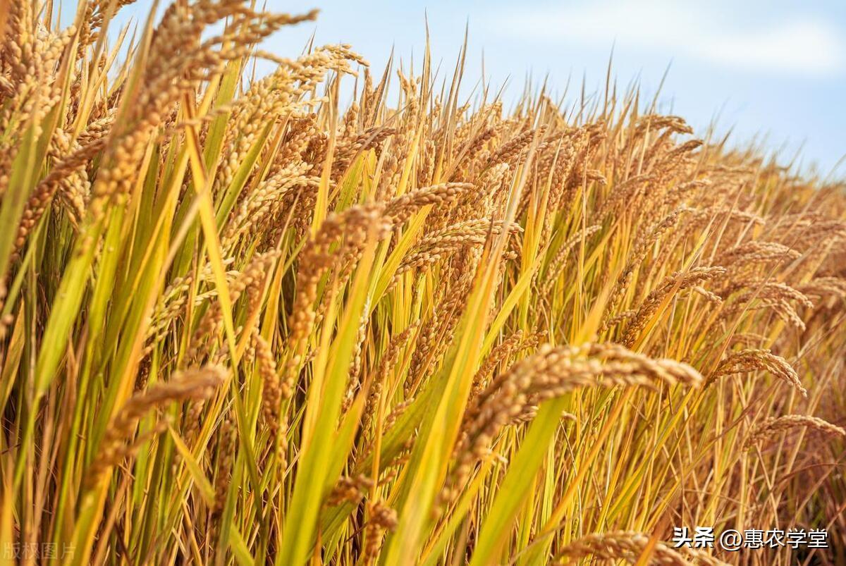 大米行情解析,市場走勢及影響因素深度剖析