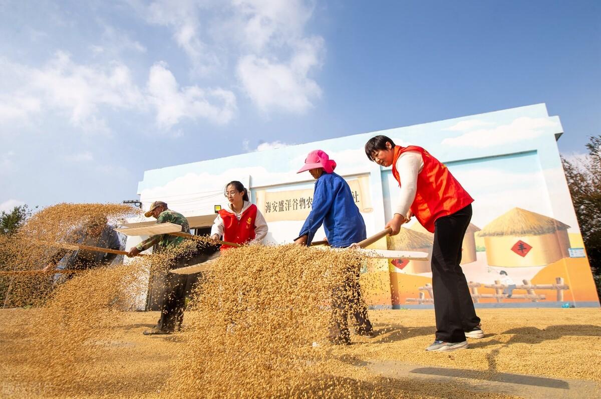 大米行情解析,市場走勢及影響因素深度剖析