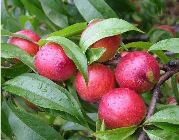 威縣桃行情深度解析，概覽市場趨勢與前景展望