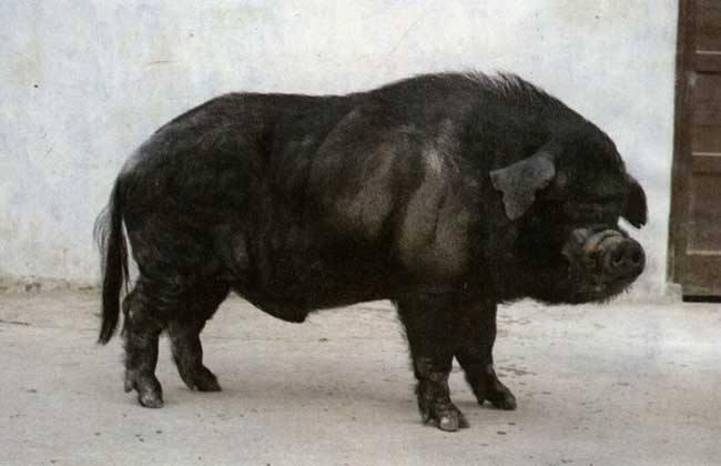 最新豬品種,選擇與了解的綜合指南