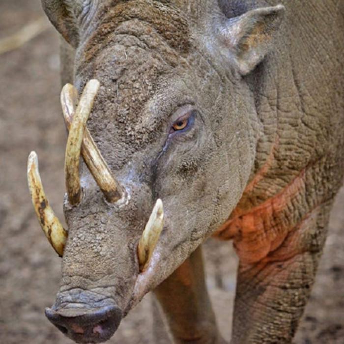 最新豬品種,選擇與了解的綜合指南