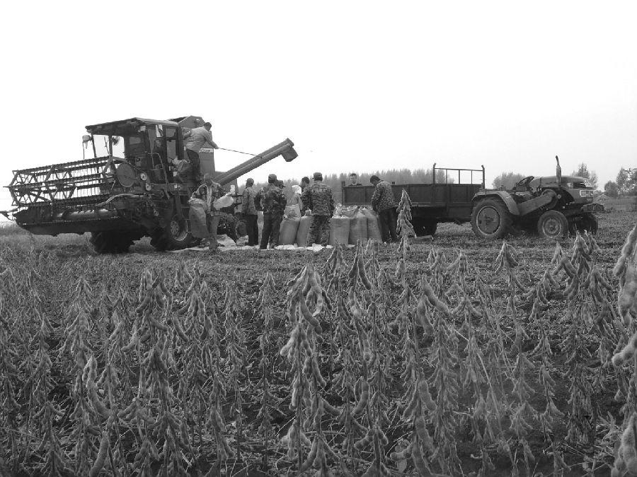 吉林市玉米價格最新動態,行情走勢及分析