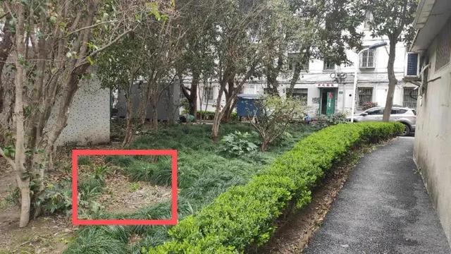 草社區最新動態,友情綠意下的愛與陪伴的種子生根發芽