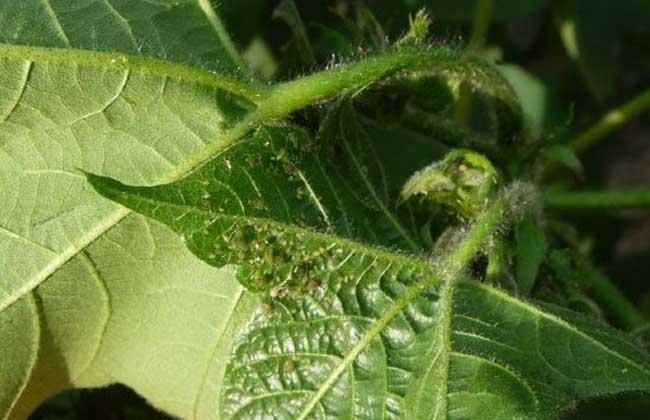 棉花最新價(jià)格行情,棉花最新價(jià)格行情——科技與生活的完美融合