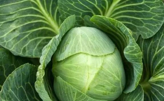 包菜價格最新行情及分析概述