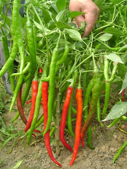 最新線椒種子品種引領時代味覺革命