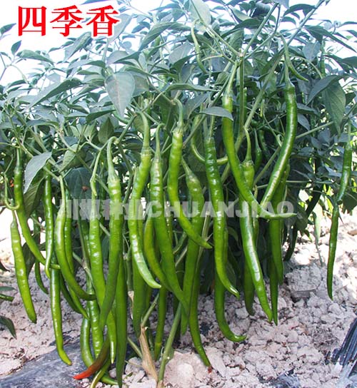 最新線椒種子品種引領時代味覺革命