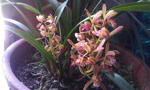 蘭花市場行情分析，市場趨勢與動態概覽