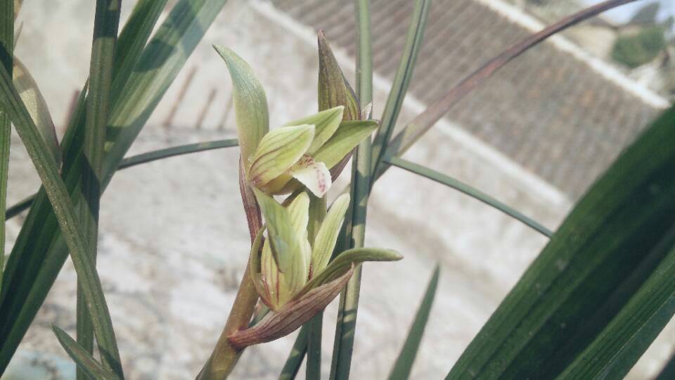 蘭花市場行情分析,市場趨勢與動態概覽