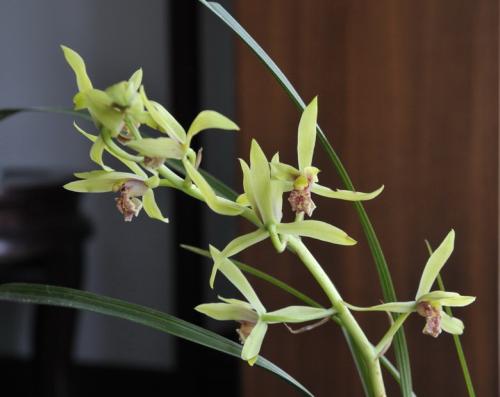 蘭花市場行情分析,市場趨勢與動態概覽