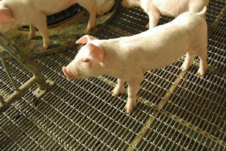 最新養豬市場價格,最新養豬市場價格概覽