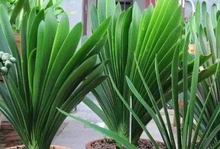 葉綠更新，植物生命力與科技融合的新篇章