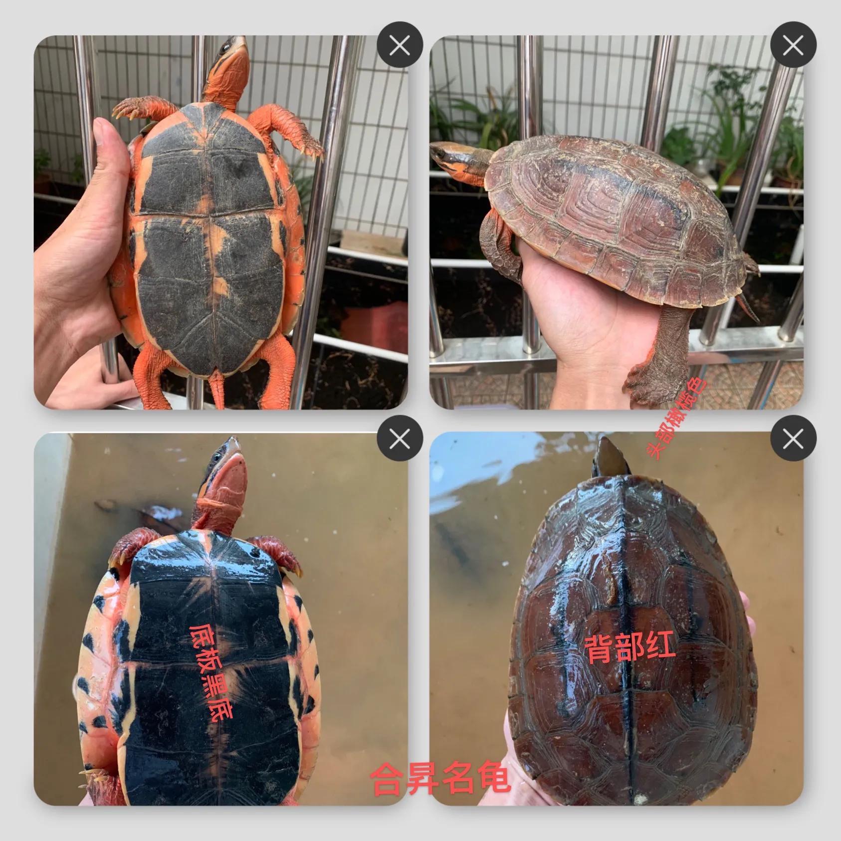 石金錢龜行情走勢(shì)分析