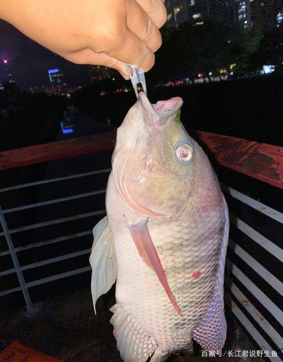 不斷學習中捕撈成功的魚，最新捕魚技巧分享