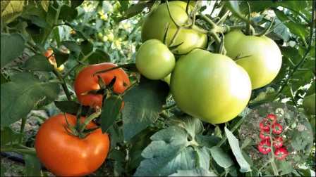 隆化新鮮資訊,隆化新鮮資訊,高科技產品引領未來,體驗前所未有的智能生活