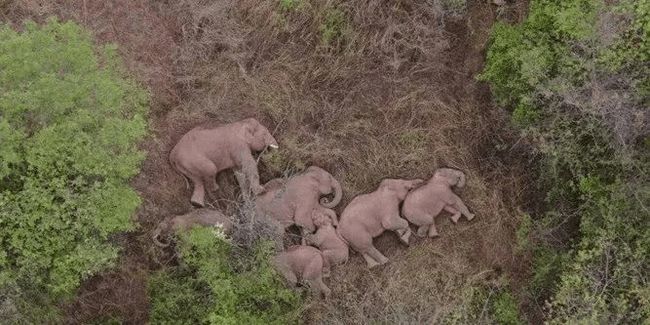 野生象群動態觀察與研究簡報