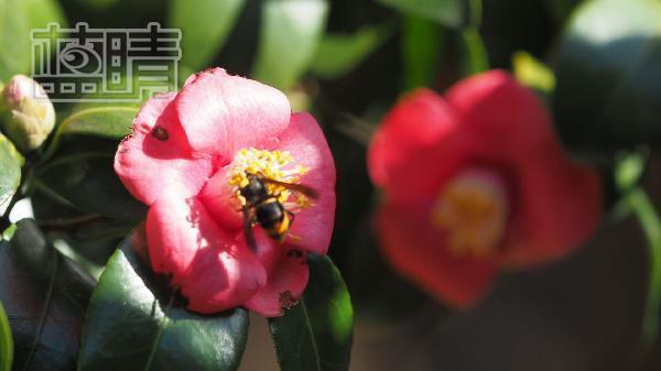 海洋海昌公園門票價格,時代的印記與公眾的記憶回顧