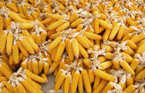 長治玉米市場價格動態，與自然美景的對話之旅