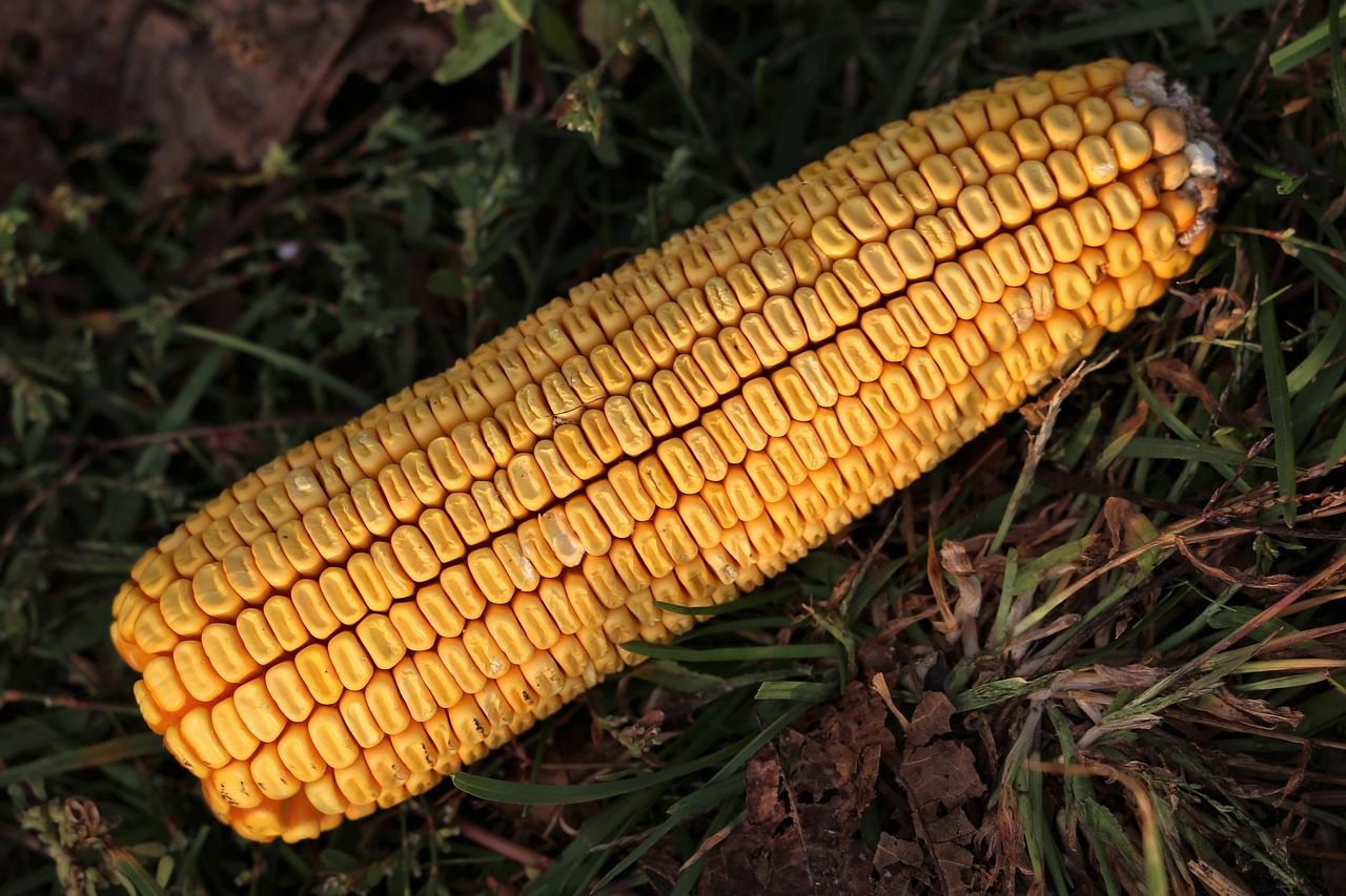 長治玉米市場價格動態,與自然美景的對話之旅