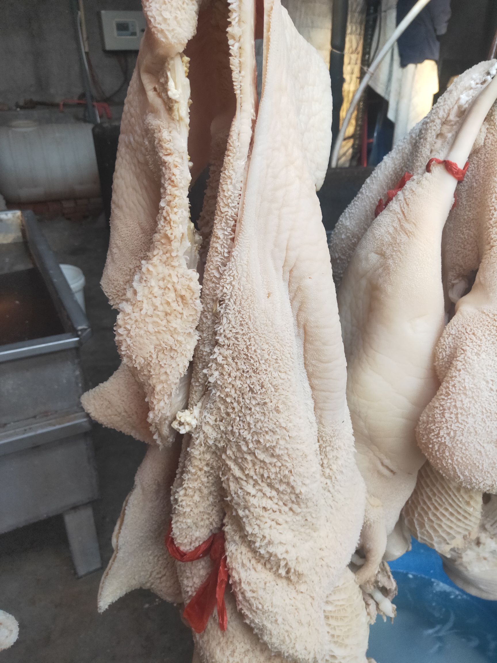 牛肚批發(fā)價(jià)格揭秘,小巷特色小店的探索之旅